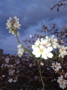 Detalle de las hermosas flores del almendro.