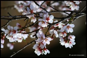 NIEVE DE PRIMAVERA 2