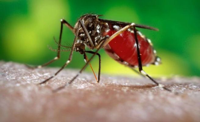 La OMS prevé que la crisis del zika se tiene que agravar aún más