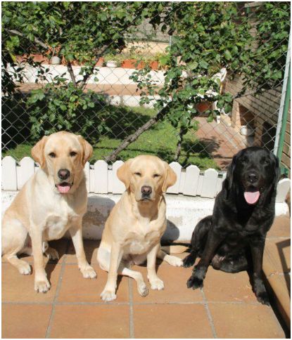 Aquí tenemos a Harpo, Uyana y Reto, estos son perros guía que viven con Rubén.