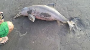 El delfin franciscano muerto