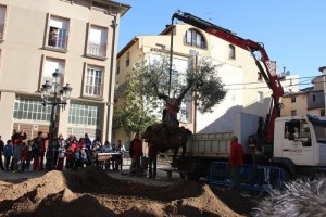 Jardineros de Arnedo plantan el olivo en la plaza de San José II. Fuente: Ayto. de Arnedo