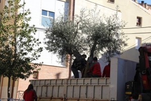 Jardineros de Arnedo plantan el olivo en la plaza de San José. Fuente: Ayto. de Arnedo