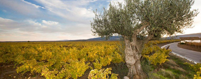 La viña Vutrago, perteneciente a Santi Rubio, de Bodegas Real Rubio. BODEGAS REAL RUBIO